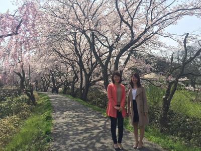 sakura.JPG