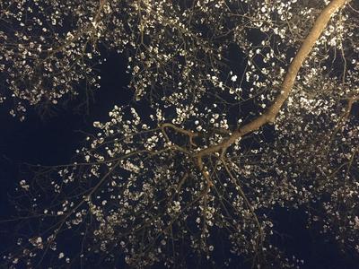 sakura2.JPG