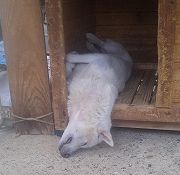 s-お休み ナナ.jpg