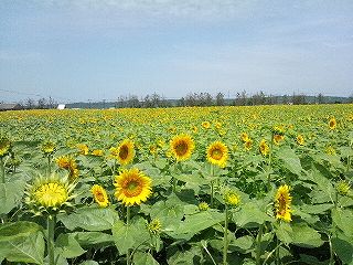 s-ヒマワリ畑.jpg