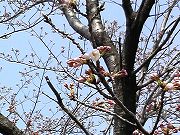 s-20120410桜　標本木.jpg