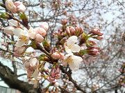 s-20120410犀川沿い桜.jpg
