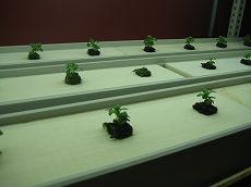 s-IMG_0463.jpg