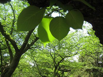 s-IMG_1562.jpg