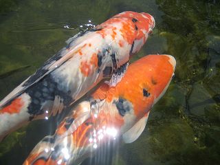 s-IMG_1571.jpg