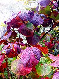 s-IMG_1955.jpg