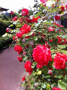 s-IMG_3342.jpg