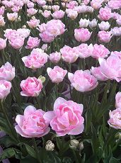 s-IMG_5991.jpg