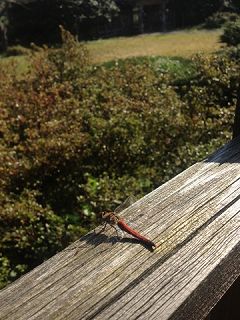 s-IMG_6790.jpg