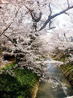 s-kumasakagawa sakura.jpg