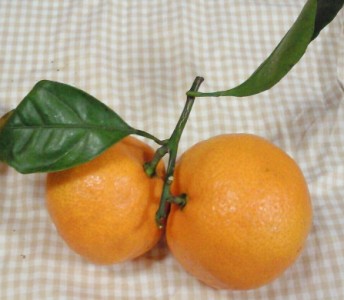みかん３.jpg