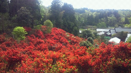 20110522b.jpg