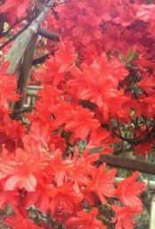 20110522d.jpg