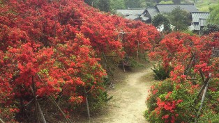 20110522e.jpg