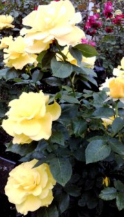 20110529.jpg