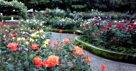 20110529d.jpg