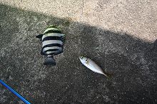 s-IMG_3732.jpg