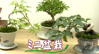 若者も注目 盆栽の世界 最近の放送 石川さん情報live リフレッシュ