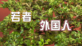 若者も注目 盆栽の世界 最近の放送 石川さん情報live リフレッシュ