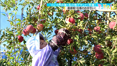 リンゴ界の星 石川県ブランド 秋星 最近の放送 石川さん情報live リフレッシュ