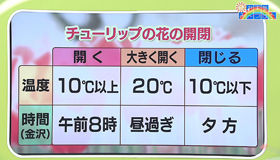 チューリップが見ごろ 最近の放送 石川さん情報live リフレッシュ