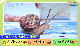 梅雨の代名詞カタツムリの秘密 最近の放送 石川さん情報live リフレッシュ