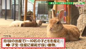 運を招く 加賀のウサギに注目 最近の放送 石川さん情報live リフレッシュ