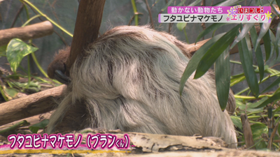 動かない動物たち 最近の放送 石川さん情報live リフレッシュ