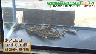 こんなところで 謎の魚の養殖 最近の放送 石川さん情報live リフレッシュ